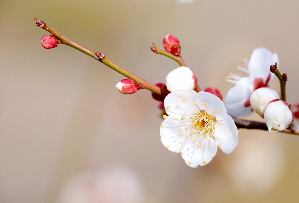 災害とこころの回復力/梅の花の写真/カウンセリングオフィスフロローグのコラム