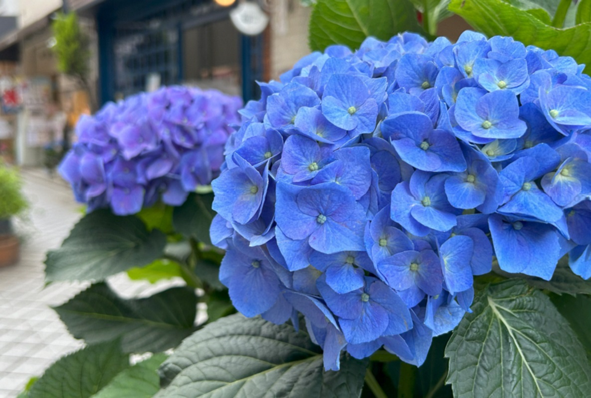 ストレスってなんだろう/国立駅ブランコ通りの紫陽花の写真/カウンセリングオフィスフロローグのコラム