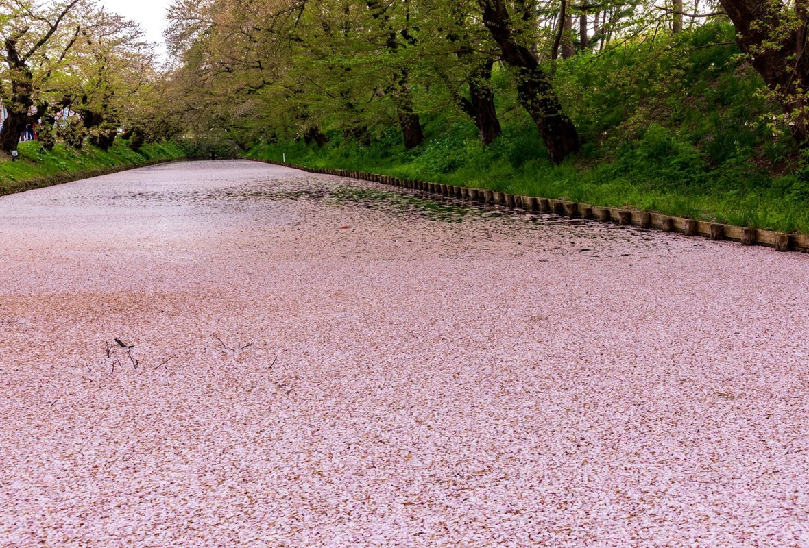 花筏/はないかだ/花弁/カウンセリングオフィスフロローグのコラム