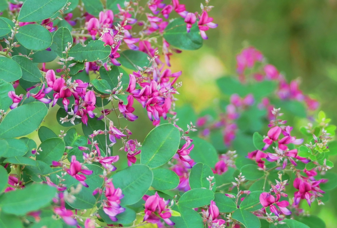 秋の七草  萩の花  お月見