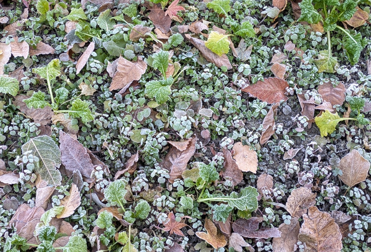 霜の朝/霜柱/冬野菜/カウンセリングオフィスフロローグのコラム