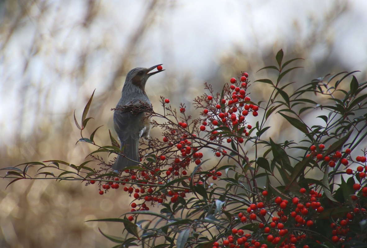 さんぽ/南天/鳥/カウンセリングオフィスフロローグのコラム