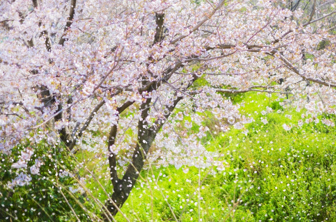 森林浴　桜　新緑
