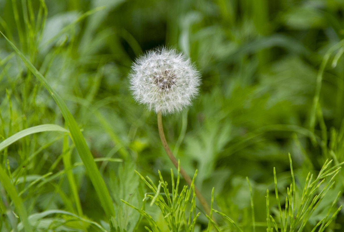 われは草なり たんぽぽ 5月病